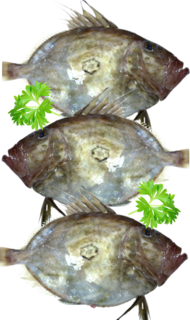 Whole John Dory