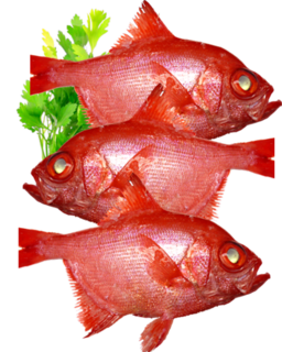 Frozen Red Snapper Skinned & Boned Fillet 5kg