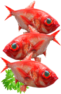 Whole Alfonsino