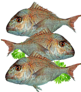 Snapper Heads