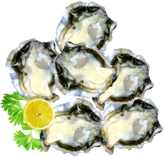 Half Shell Pacific Oysters Med-large  DOZ
