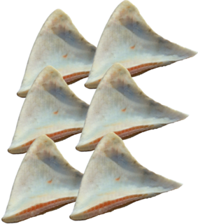 School Shark Fins