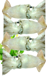 Fresh Whole Arrow Squid 3Kg