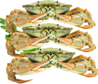 Paddle Crabs (Fresh Chilled)