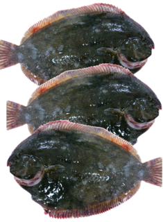 Whole Turbot