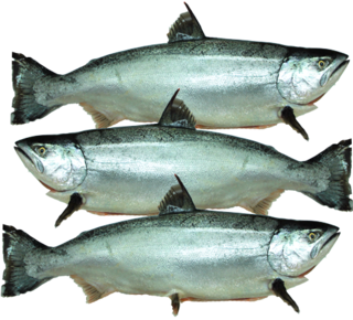 NZ King Salmon Whole Graded 3-4KG each