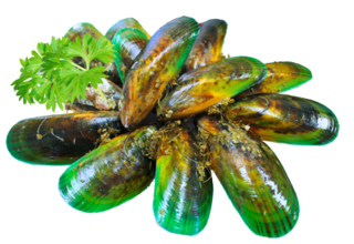 Frozen Mussel Meat