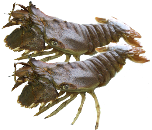 Prawns | Buy Prawns Online NZ