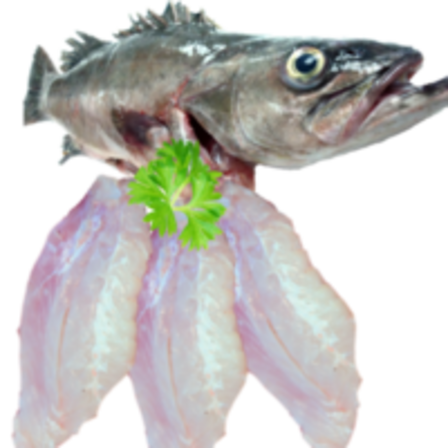 Groper fillets 500 GM