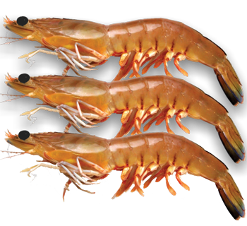 Whole frozen Wild Australian King Prawns 15/25