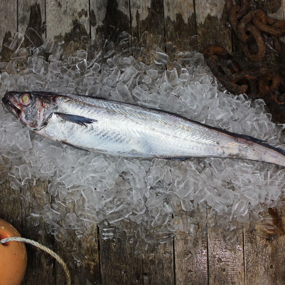 Hoki whole fish - Fish & Seafood Suppliers Online NZ | Fresh Fish