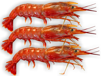 2 KG Whole Raw Argentine Red prawn (seafrozen)