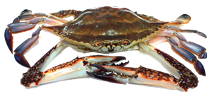 Frozen Blue Swimmer Crabs (2-300g each) 5 KG