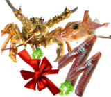 Fresh NZ Gurnard