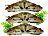 Blue Swimmer Crabs