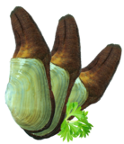 Geoduck