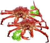 Crabs - Live King Crabs,
