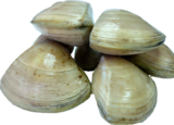 Live Diamond Shell Clams