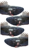 Blue Cod