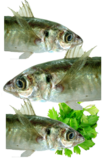 Jack Mackeral