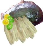 Sole Fillets