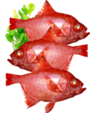 Whole Alfonsino