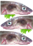 Conger Eel (Blocks)