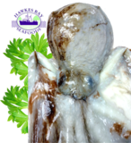 Frozen NZ Whole Octupus 2.4KG