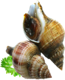 Live Marine Snails 2KG