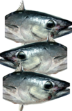 Skipjack Tuna (Baby)