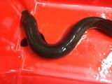 Fresh Water NZ Eel