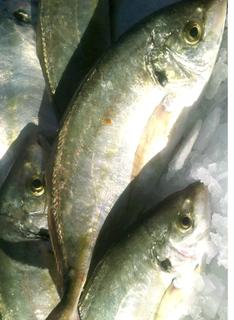Whole Plate Trevally 550-600gm