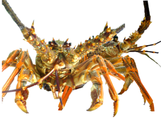 5) Live Crayfish 850-900gm