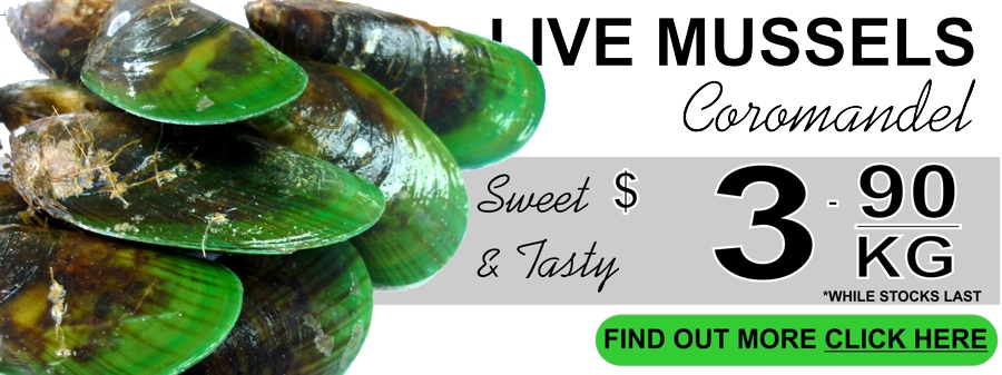 live NZ Greenlip mussels 