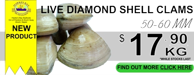 daimond shell clams