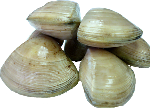 Live Diamond Shell Clams 2KG