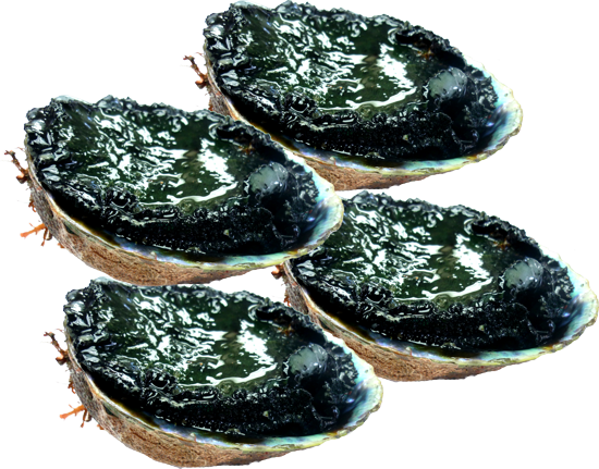 Frozen Wild caught NZ Paua in the shell 500GM - Fish & Seafood ...
